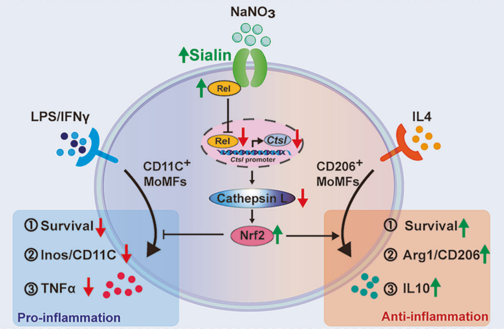 Mechanism: sodium nitrate raises Sialin, driving a Rel–cathepsin L–Nrf2 axis that rebalances macrophages from a pro-inflammatory (CD11C+) to an anti-inflammatory (CD206+) state.